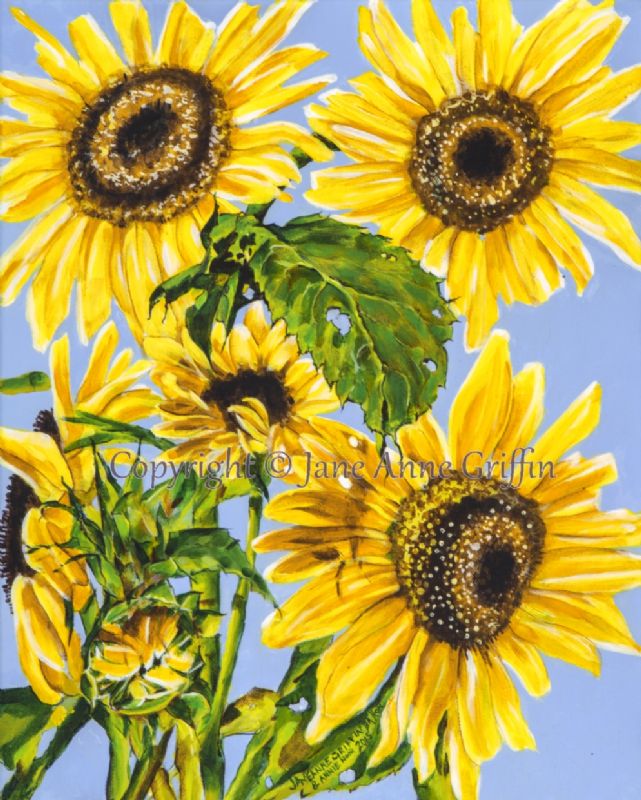 sunflowers